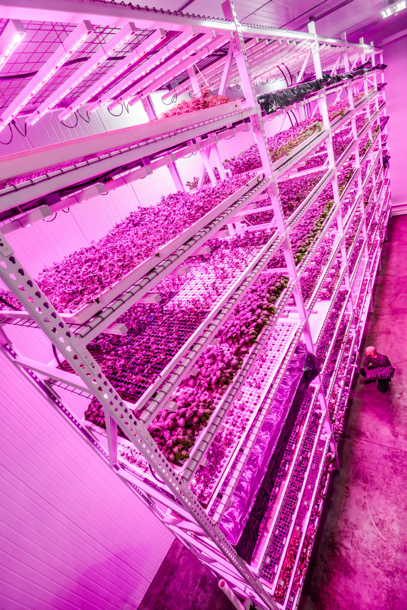 Illustration for article titled Chicago's Huge Vertical Farm Glows Under Countless LED Suns